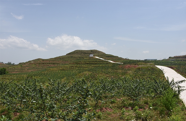 标题：岳池万亩藤椒产业基地
浏览次数：2229
发表时间：2018-01-29