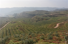 标题：岳池万亩藤椒产业基地
浏览次数：2016
发表时间：2018-01-29