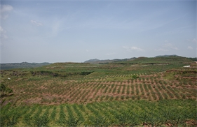 标题：岳池万亩藤椒产业基地
浏览次数：2568
发表时间：2018-01-29